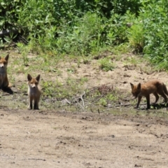 Vulpes vulpes at Gigerline Nature Reserve - 13 Nov 2023 01:41 PM