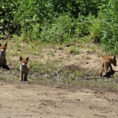 Vulpes vulpes at Gigerline Nature Reserve - 13 Nov 2023 01:41 PM