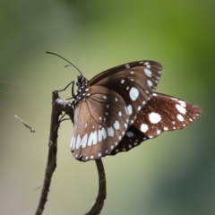 Euploea corinna at Cleveland, QLD - 13 Nov 2023 11:50 AM