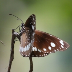 Euploea corinna at Cleveland, QLD - 13 Nov 2023 11:50 AM