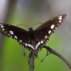 Euploea corinna at Cleveland, QLD - 13 Nov 2023 11:50 AM