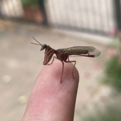 Mantispidae (family) (Unidentified mantisfly) at Torrens, ACT - 13 Nov 2023 by nath_kay