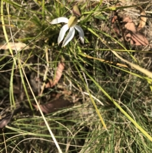 Caladenia moschata at Namadgi National Park - 11 Nov 2023