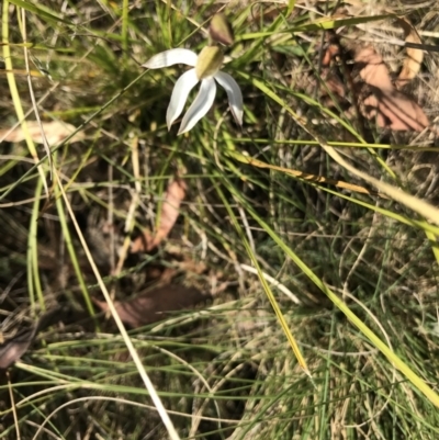 Caladenia moschata (Musky Caps) at Namadgi National Park - 10 Nov 2023 by EmmBee