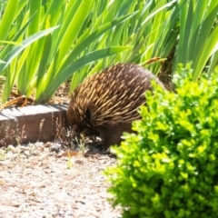 Tachyglossus aculeatus (Short-beaked Echidna) at Penrose - 13 Nov 2023 by Aussiegall