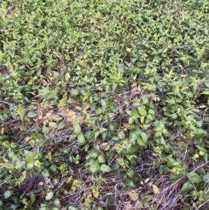 Vinca major at Mount Majura - 7 Nov 2023 07:26 PM