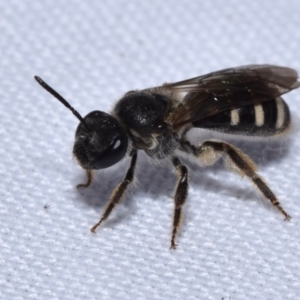 Lasioglossum (Chilalictus) sp. (genus & subgenus) at QPRC LGA - suppressed