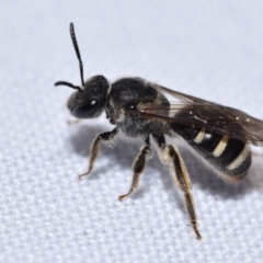 Lasioglossum (Chilalictus) sp. (genus & subgenus) at QPRC LGA - suppressed