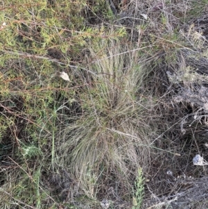 Nassella trichotoma at Mount Majura - 10 Nov 2023 07:38 PM