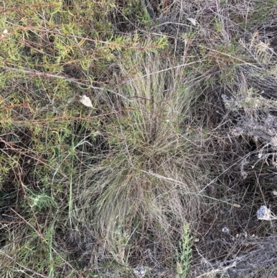 Nassella trichotoma (Serrated Tussock) at Watson, ACT - 10 Nov 2023 by waltraud