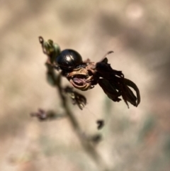 Chrysolina quadrigemina at Mount Majura - 13 Nov 2023 11:35 AM