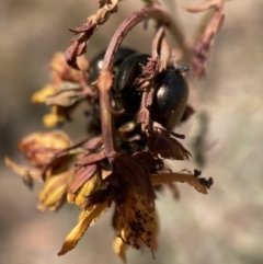 Chrysolina quadrigemina at Mount Majura - 13 Nov 2023