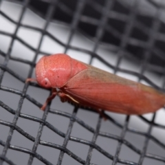 Katipo sp. (genus) at QPRC LGA - 13 Nov 2023