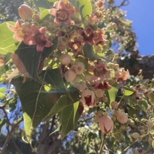 Brachychiton populneus subsp. populneus at Mount Majura - 13 Nov 2023