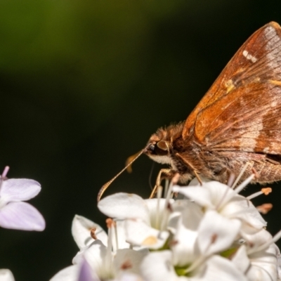 Toxidia doubledayi (Lilac Grass-skipper) at Wingecarribee Local Government Area - 29 Oct 2023 by Aussiegall