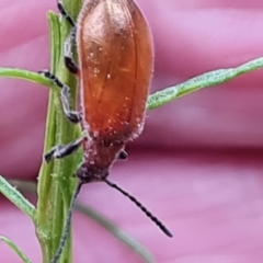 Ecnolagria grandis (Honeybrown beetle) at Isaacs Ridge - 14 Nov 2023 by Mike