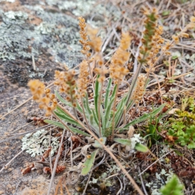 Plantago hispida (Hairy Plantain) at Mawson, ACT - 14 Nov 2023 by Mike