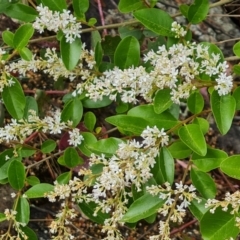 Ligustrum sinense (Narrow-leaf Privet, Chinese Privet) at Isaacs Ridge and Nearby - 13 Nov 2023 by Mike