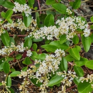 Ligustrum sinense at Isaacs Ridge and Nearby - 14 Nov 2023