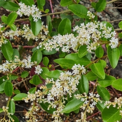 Ligustrum sinense (Narrow-leaf Privet, Chinese Privet) at Isaacs Ridge and Nearby - 14 Nov 2023 by Mike