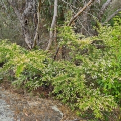 Ligustrum sinense at Isaacs Ridge and Nearby - 14 Nov 2023