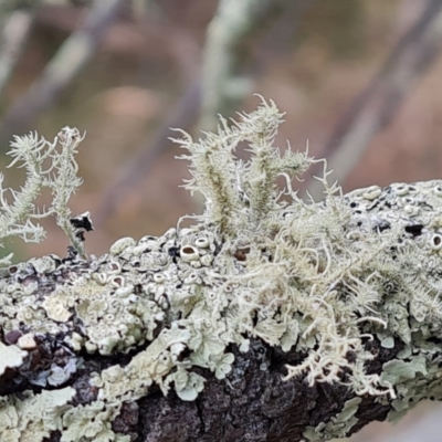 Usnea sp. (genus) (Bearded lichen) at Isaacs Ridge and Nearby - 13 Nov 2023 by Mike