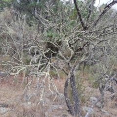 Usnea sp. (genus) at Isaacs Ridge and Nearby - 14 Nov 2023