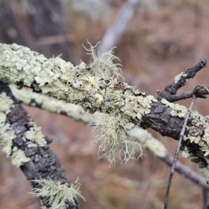 Usnea sp. (genus) at Isaacs Ridge and Nearby - 14 Nov 2023