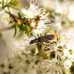 Eleale sp. (genus) (Clerid beetle) at Penrose - 29 Oct 2023 by Aussiegall