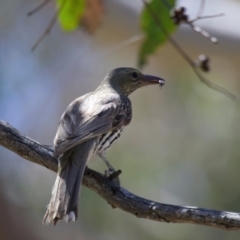 Oriolus sagittatus (Olive-backed Oriole) at Yarrow, NSW - 13 Nov 2023 by jb2602