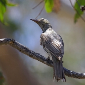 Oriolus sagittatus at QPRC LGA - 13 Nov 2023