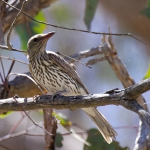 Oriolus sagittatus at QPRC LGA - 13 Nov 2023