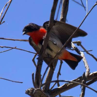 Dicaeum hirundinaceum (Mistletoebird) at Yarrow, NSW - 13 Nov 2023 by jb2602