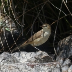Acrocephalus australis (Australian Reed-Warbler) at Googong Foreshore - 13 Nov 2023 by jb2602