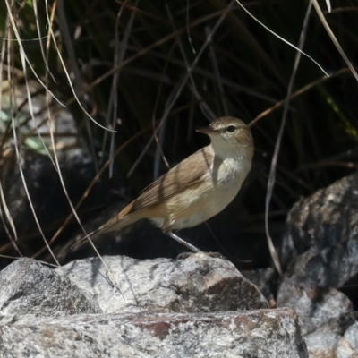 Acrocephalus australis (Australian Reed-Warbler) at Yarrow, NSW - 12 Nov 2023 by jb2602