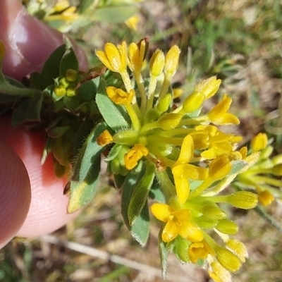 Pimelea curviflora (Curved Rice-flower) at Maragle State Forest - 10 Nov 2023 by joscobie