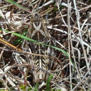 Perunga ochracea at Jerrabomberra Grassland - 14 Nov 2023 09:56 AM