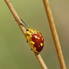 Paropsis maculata (Spotted leaf beetle) at QPRC LGA - 13 Nov 2023 by DPRees125