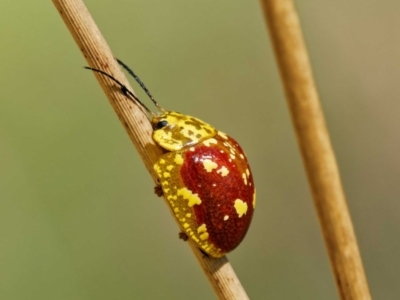 Paropsis maculata (Spotted leaf beetle) at QPRC LGA - 13 Nov 2023 by DPRees125