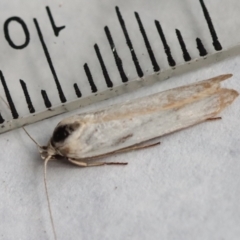 Philobota (genus) (Unidentified Philobota genus moths) at Hughes, ACT - 14 Nov 2023 by LisaH