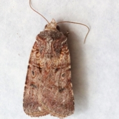 Agrotis porphyricollis (Variable Cutworm) at Hughes, ACT - 13 Nov 2023 by LisaH