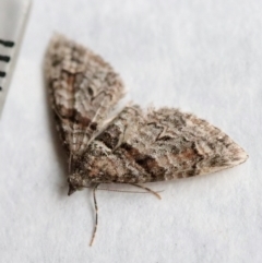 Phrissogonus laticostata (Apple looper moth) at Hughes, ACT - 13 Nov 2023 by LisaH