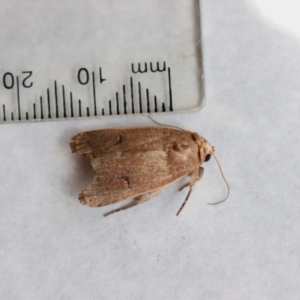 Proteuxoa hypochalchis at Hughes, ACT - suppressed