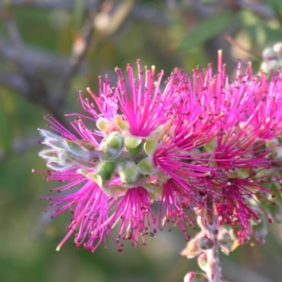 Unidentified Other Shrub at Bolivia, NSW - 27 Oct 2007 by PJH123