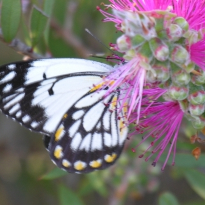 Belenois java at Bolivia, NSW - 27 Oct 2007 by PJH123