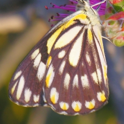 Belenois java at Bolivia, NSW - 27 Oct 2007 by PJH123