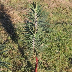 Euphorbia lathyris at Pine Island to Point Hut - 7 Aug 2023