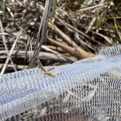 Keyacris scurra (Key's Matchstick Grasshopper) at Goulburn Mulwaree Council - 14 Nov 2023 by LodgeEnviro