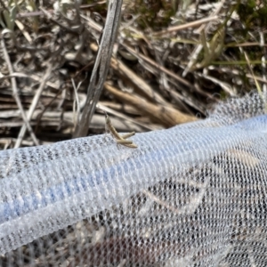 Keyacris scurra at Bungonia, NSW - 14 Nov 2023