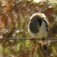 Stagonopleura guttata (Diamond Firetail) at Bolivia, NSW - 7 Apr 2007 by PJH123